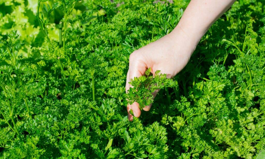 parsley in garden