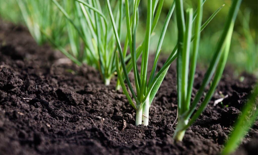 Green onions growing in garden