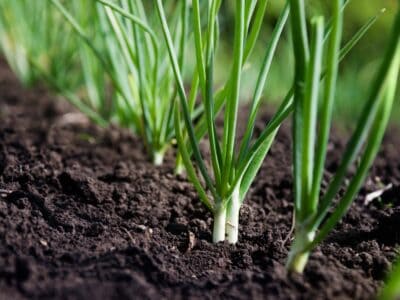 A How to Grow Green Onions: Your Complete Guide