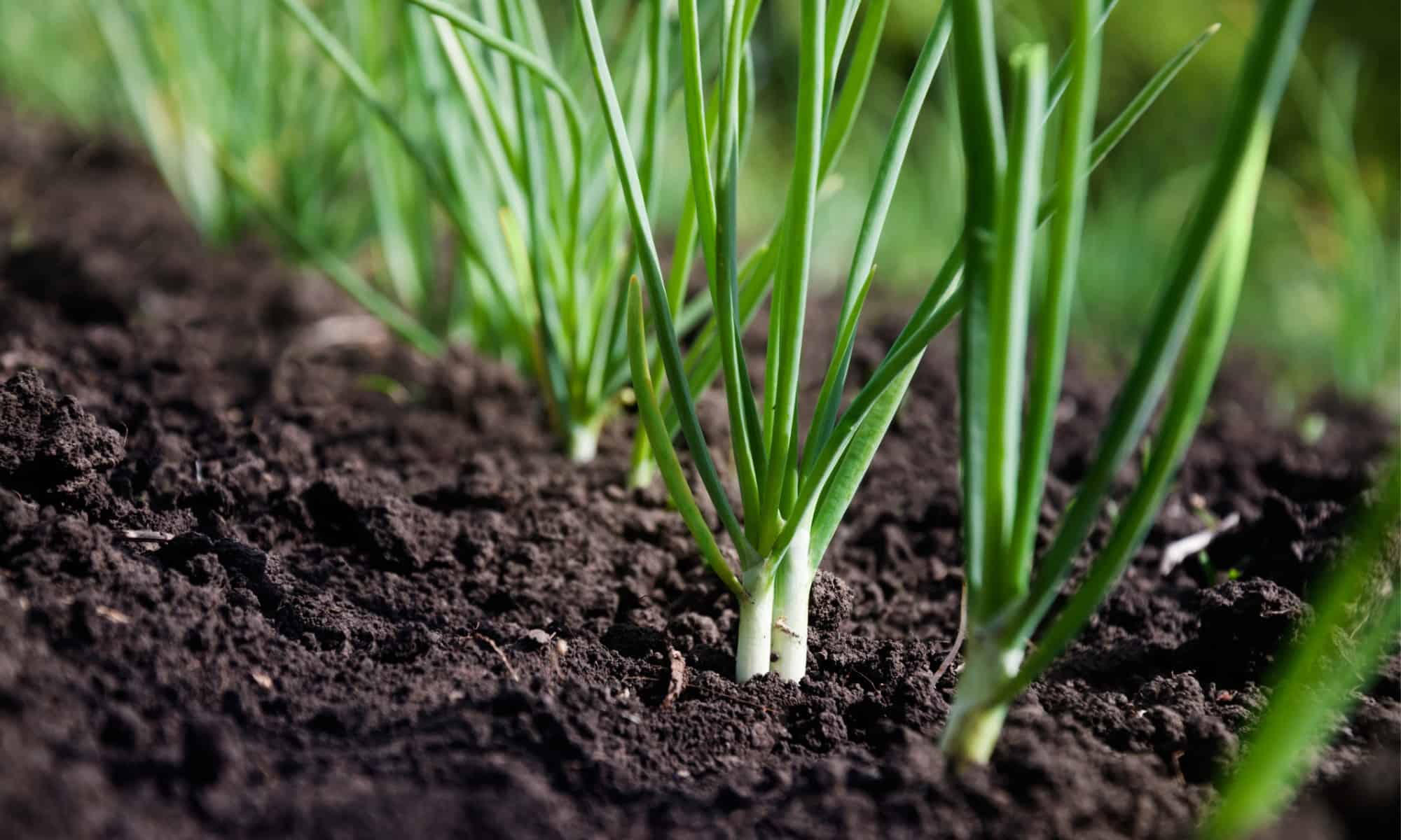 Watering and Fertilizing: Discover the proper watering and fertilizing techniques to ensure optimal growth and flavor in your green onions.
