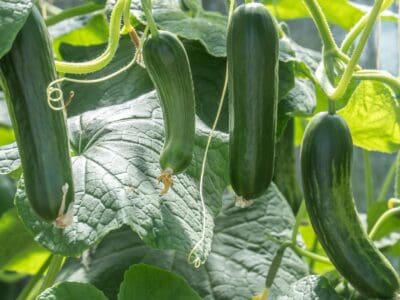 A Zucchini vs Cucumber: What’s the Difference?