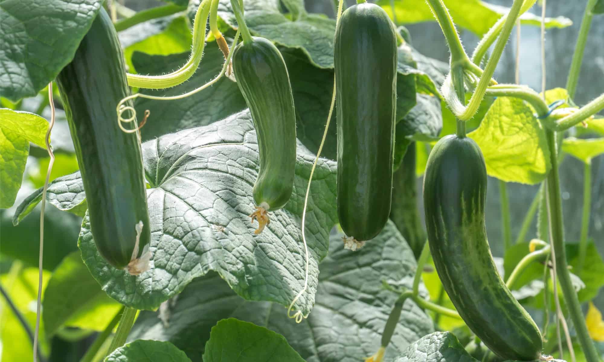 Image of Cucumbers and zucchini planted together image 4
