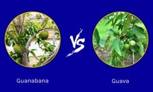 Guanabana vs. Guava: 5 Key Differences Picture