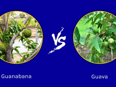 A Guanabana vs. Guava: 5 Key Differences