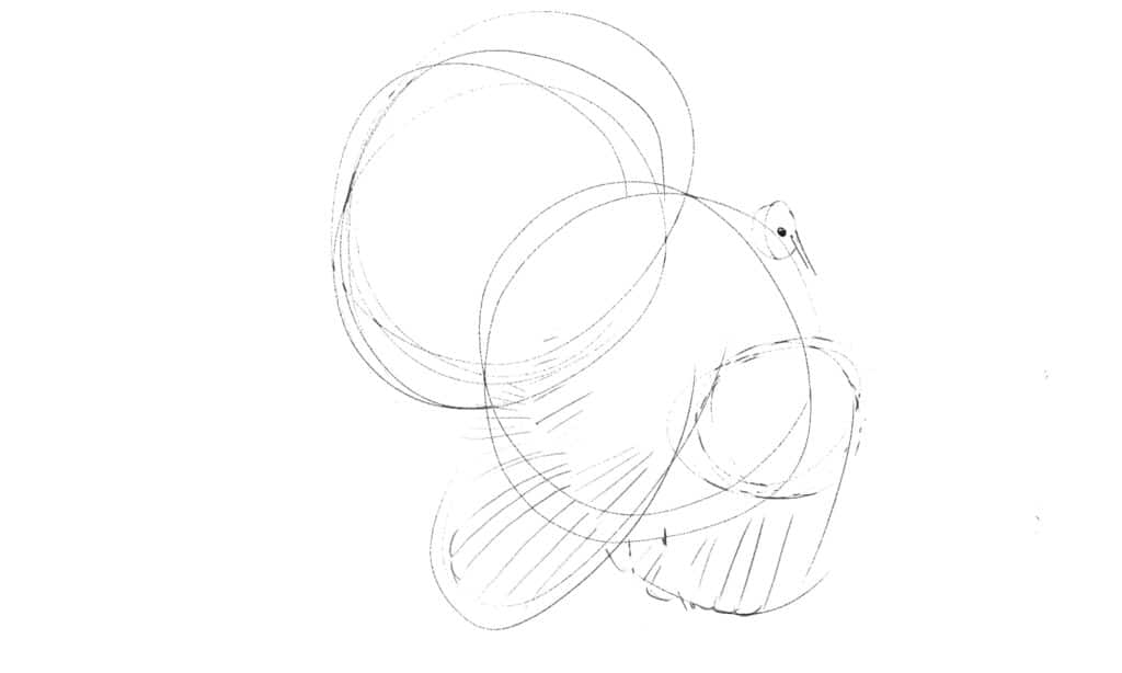 drawing a turkey - begin with structure