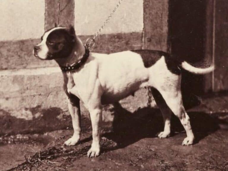 Bull and Terrier