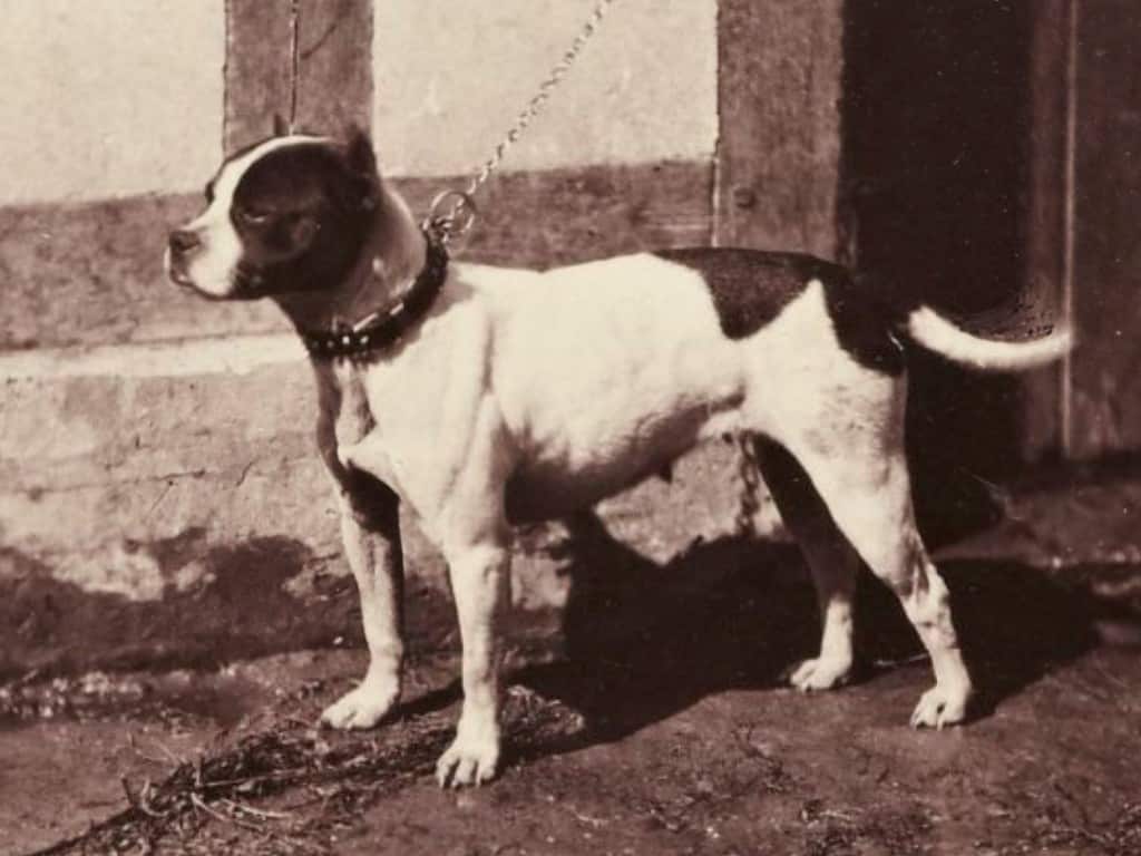 Black and white photo from 1863 of Rose, a Bull and Terrier