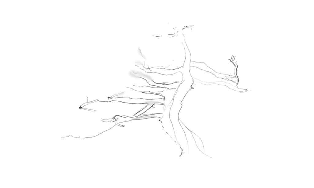 tree trunk outline