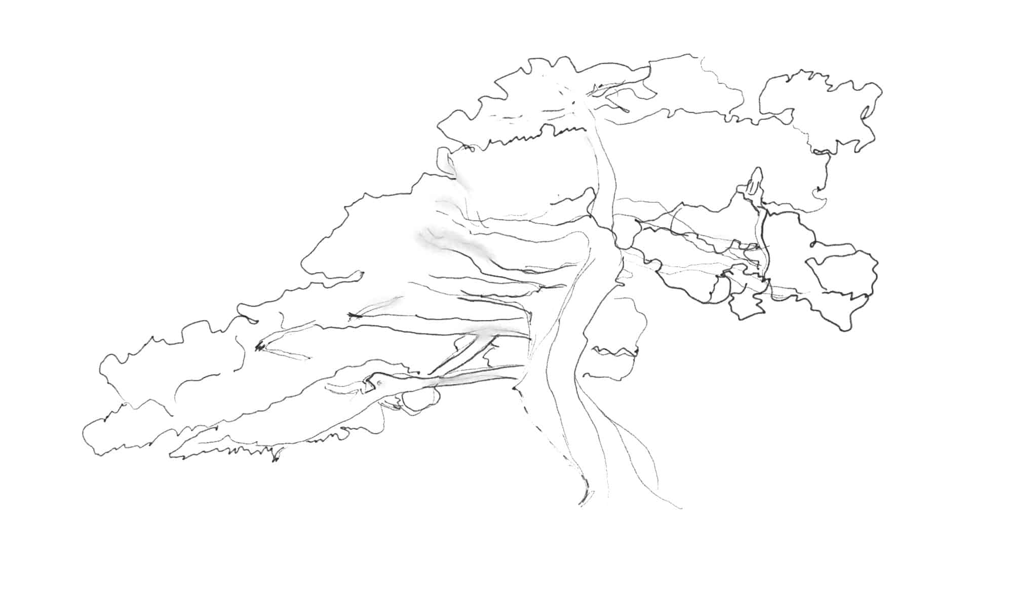 how-to-draw-a-tree-in-6-simple-steps