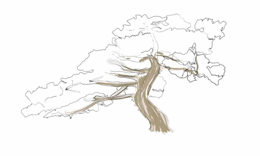 tree outline with base color