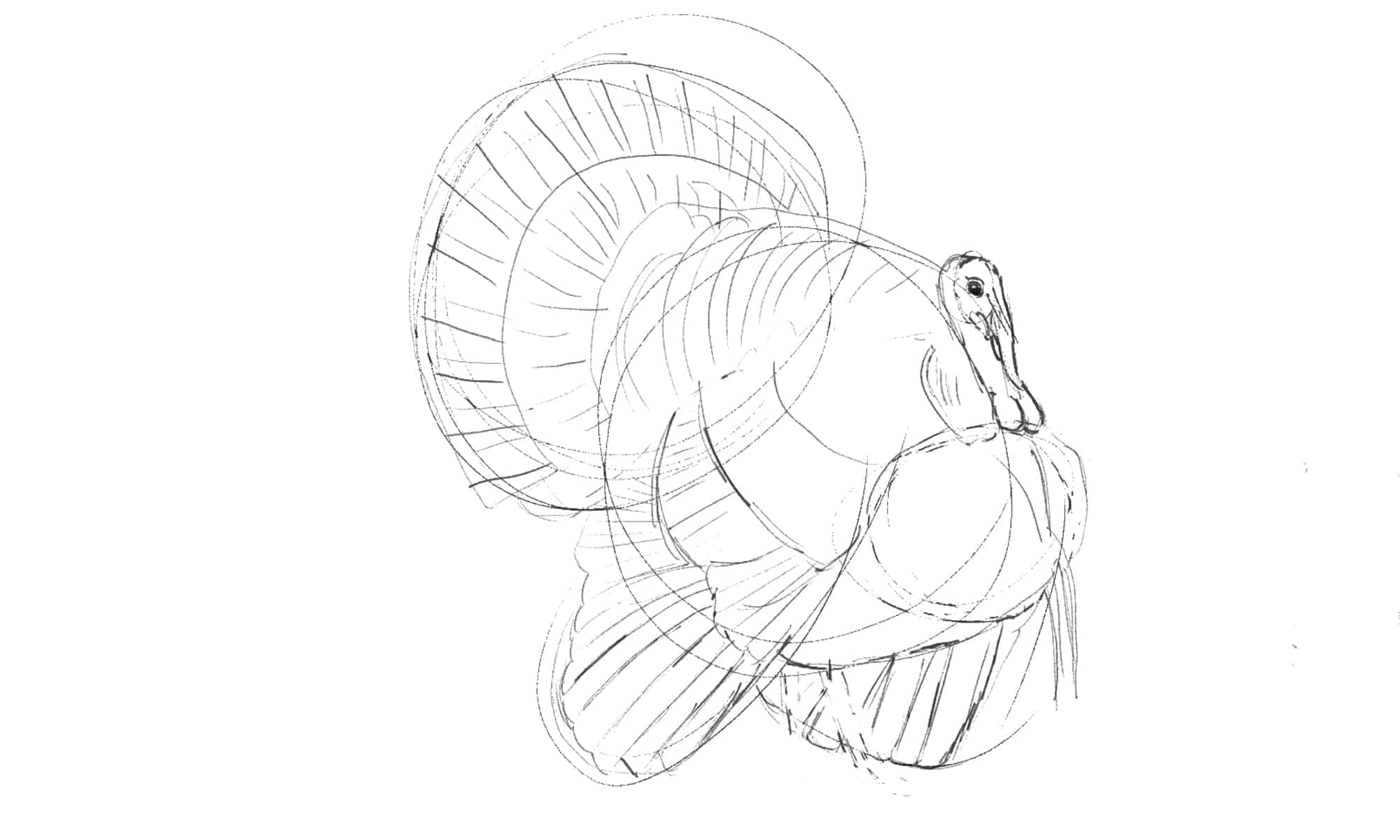 how-to-draw-a-turkey-in-6-easy-steps-a-z-animals