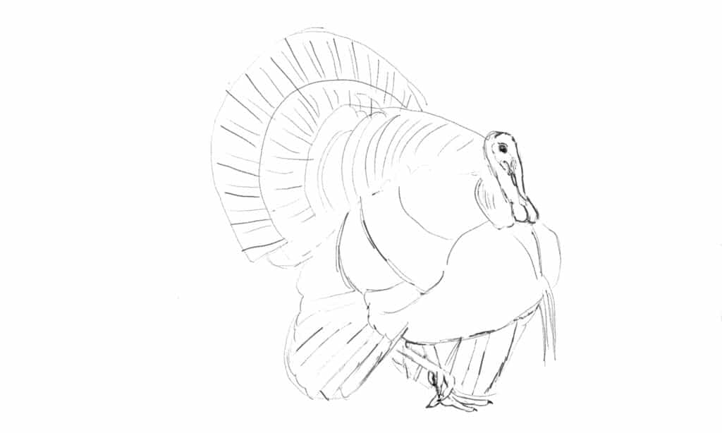 create an outline of a turkey