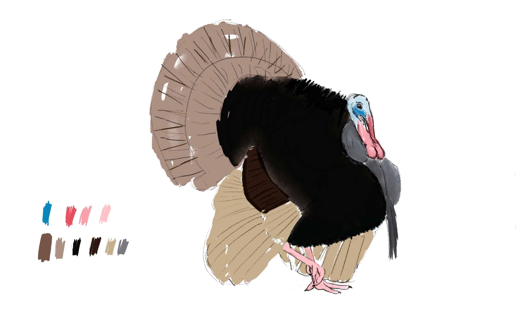 How To Draw A Turkey in 6 Easy Steps AZ Animals