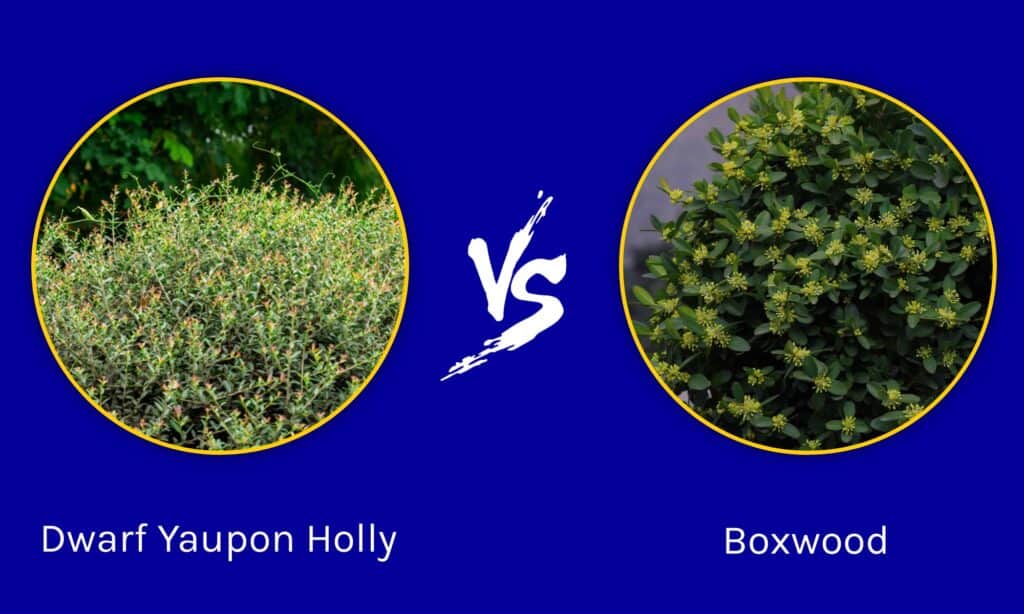Dwarf Yaupon Holly vs Boxwood