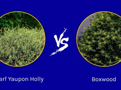 A Dwarf Yaupon Holly vs Boxwood: What Are The Differences?