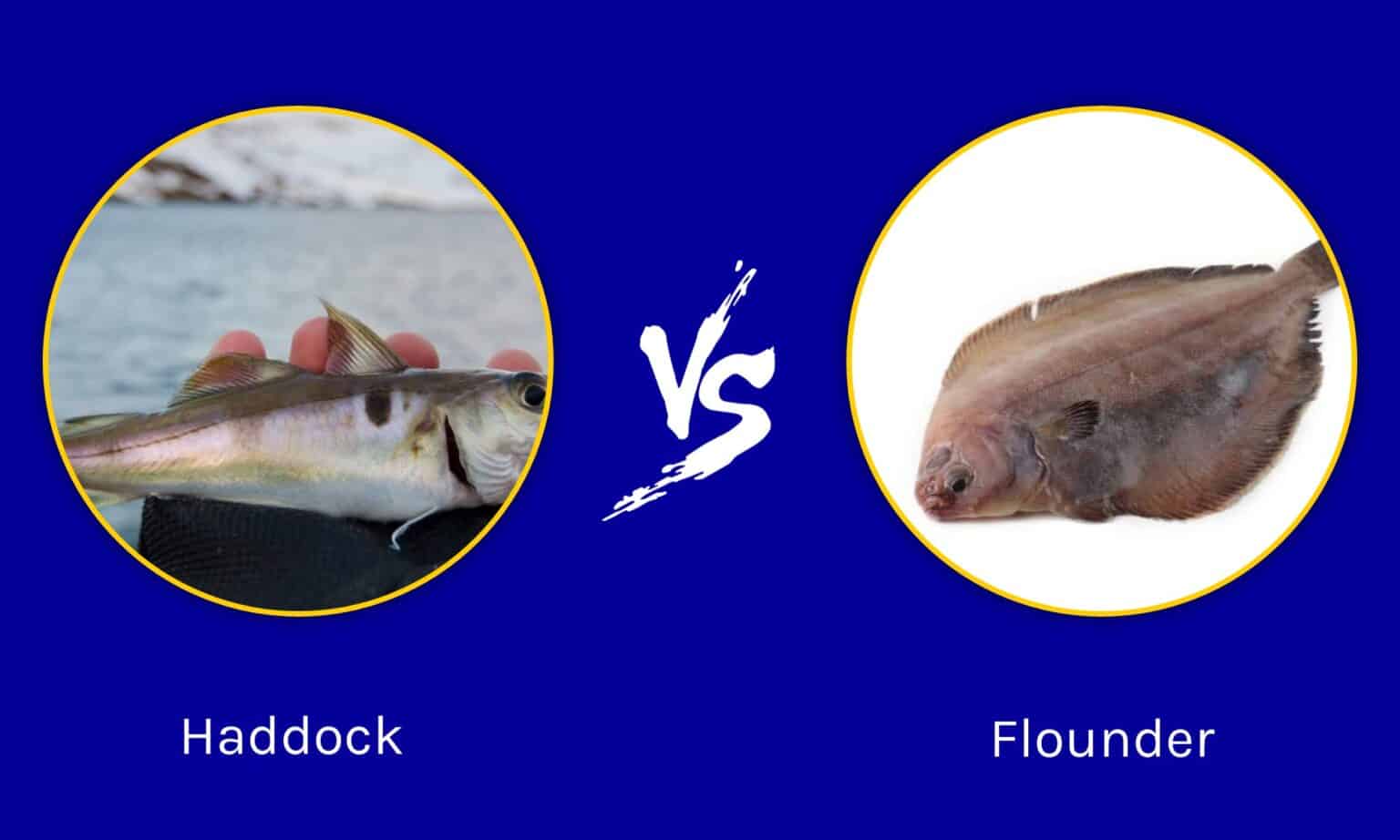 Haddock vs Flounder What Are The Differences? AZ Animals