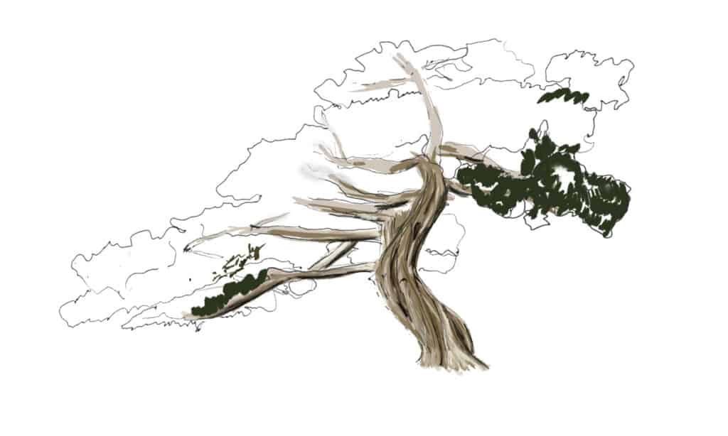 pine tree roots drawing