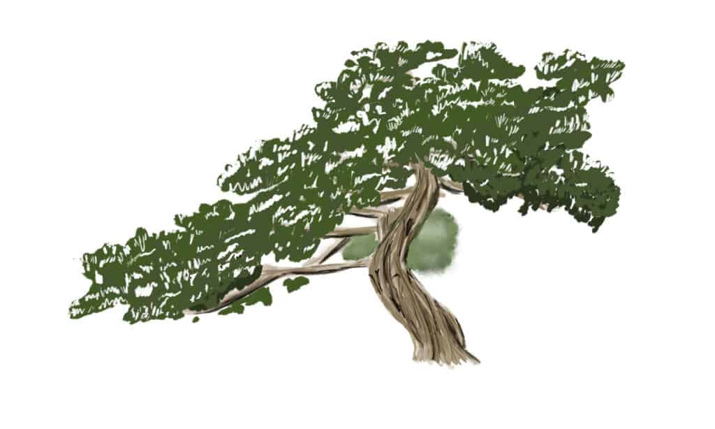 Drawing pine needles