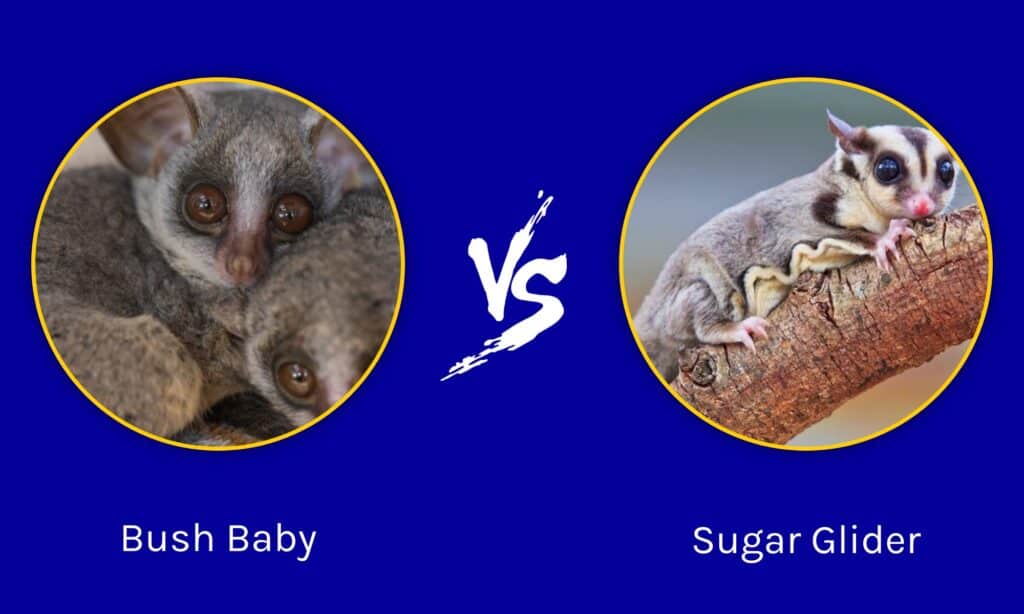 Bush Baby vs Sugar Glider