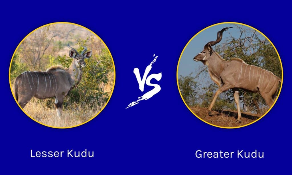 Lesser Kudu vs Greater Kudu