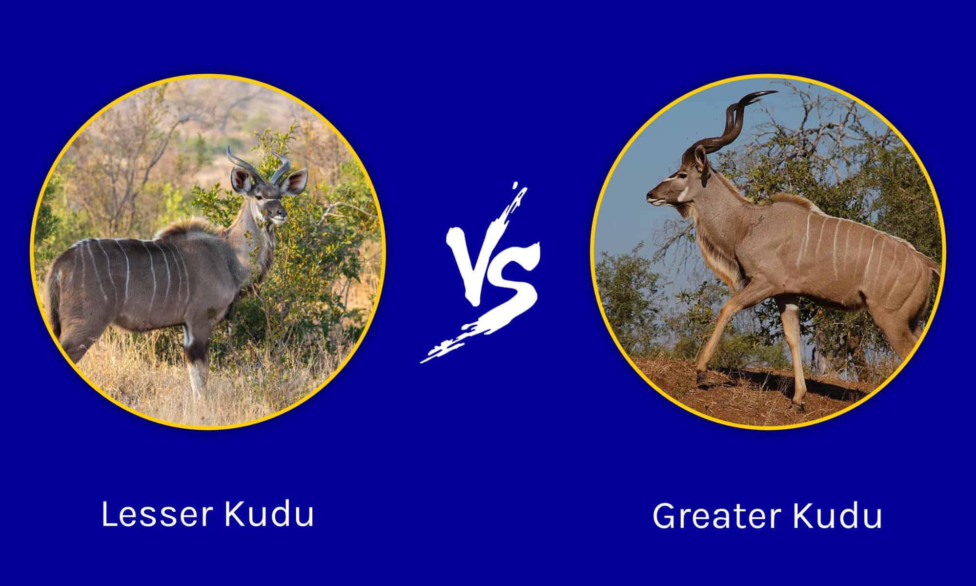 Lesser Kudu vs Greater Kudu: What are the Differences? - AZ Animals