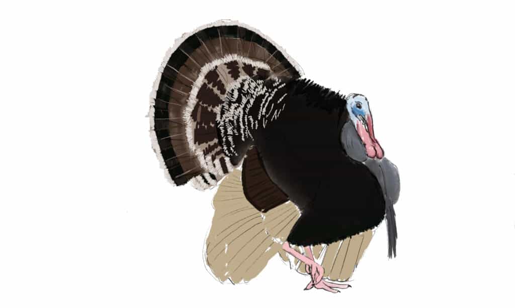 realistic turkey drawings