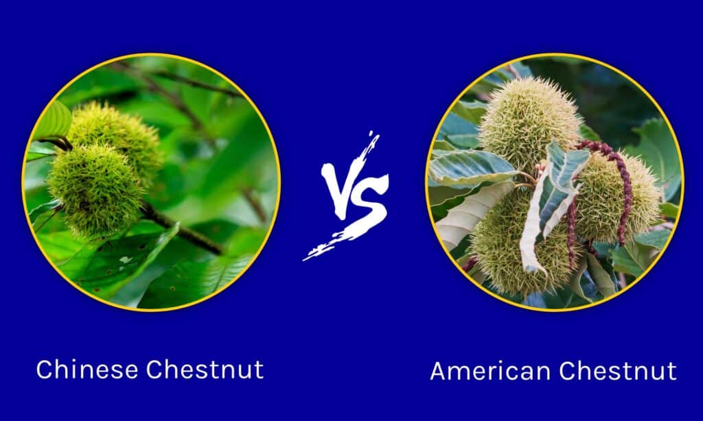 Chinese Chestnut vs American Chestnut
