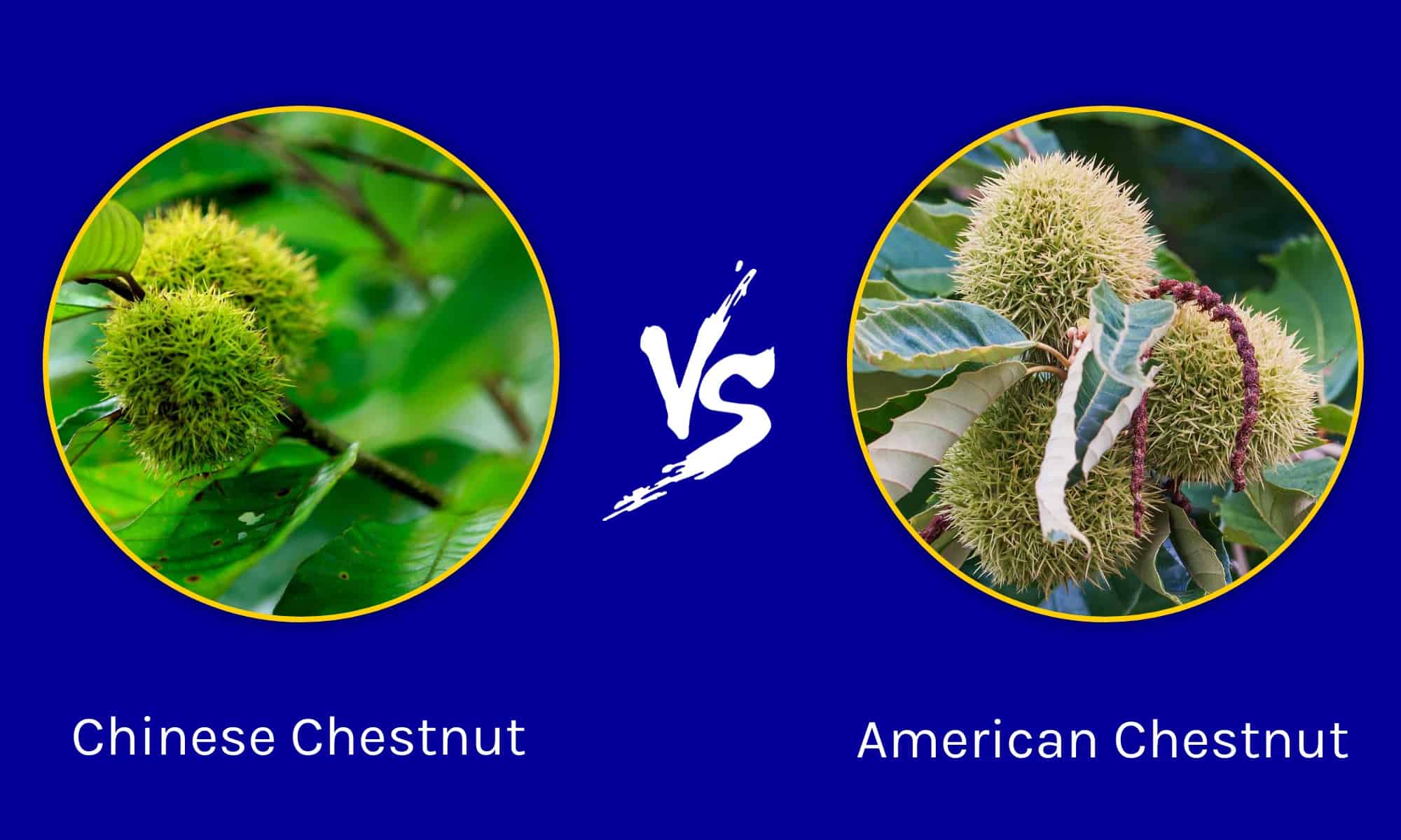 chinese-chestnut-vs-american-chestnut-is-there-a-difference-wiki-point