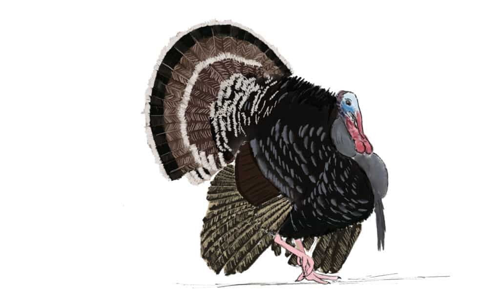 How To Draw A Turkey in 6 Easy Steps - AZ Animals