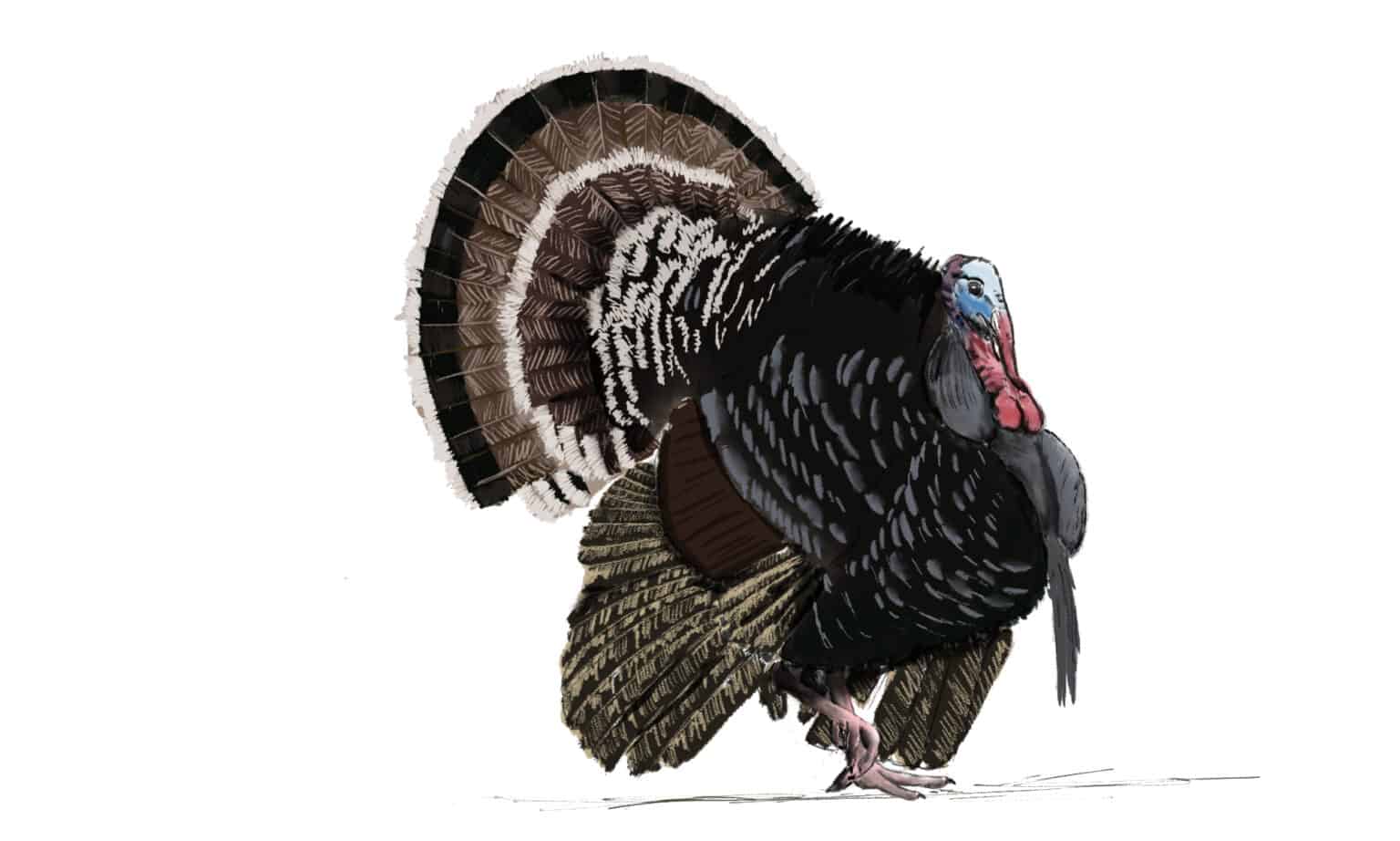 How To Draw A Turkey in 6 Easy Steps AZ Animals