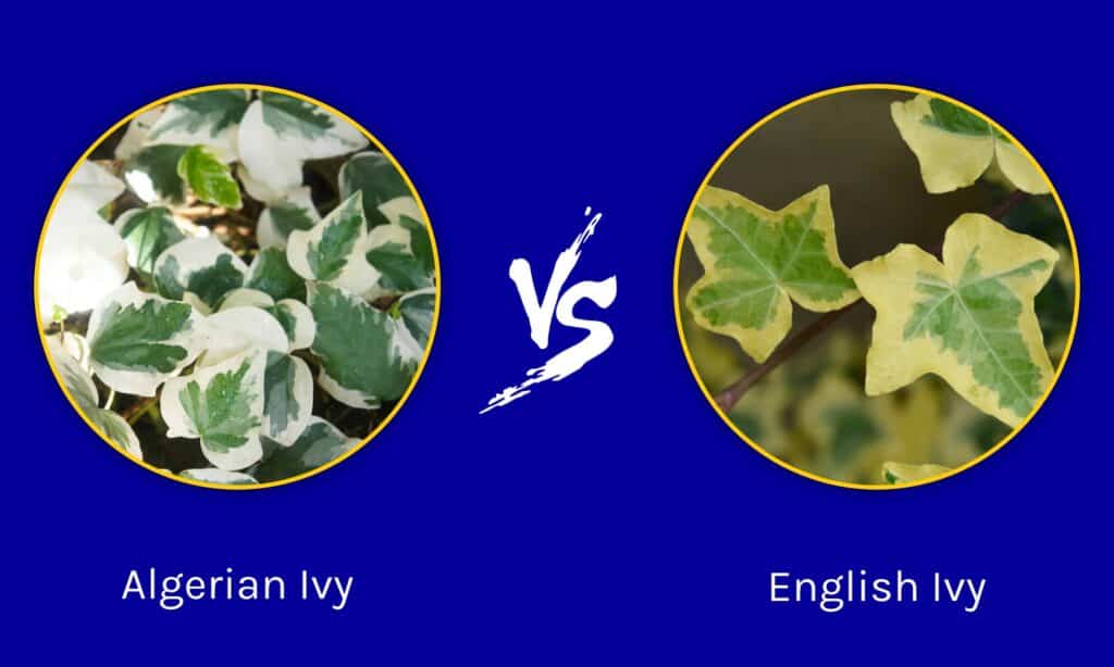 Algerian Ivy vs English Ivy