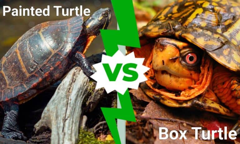 Painted Turtle vs Box Turtle