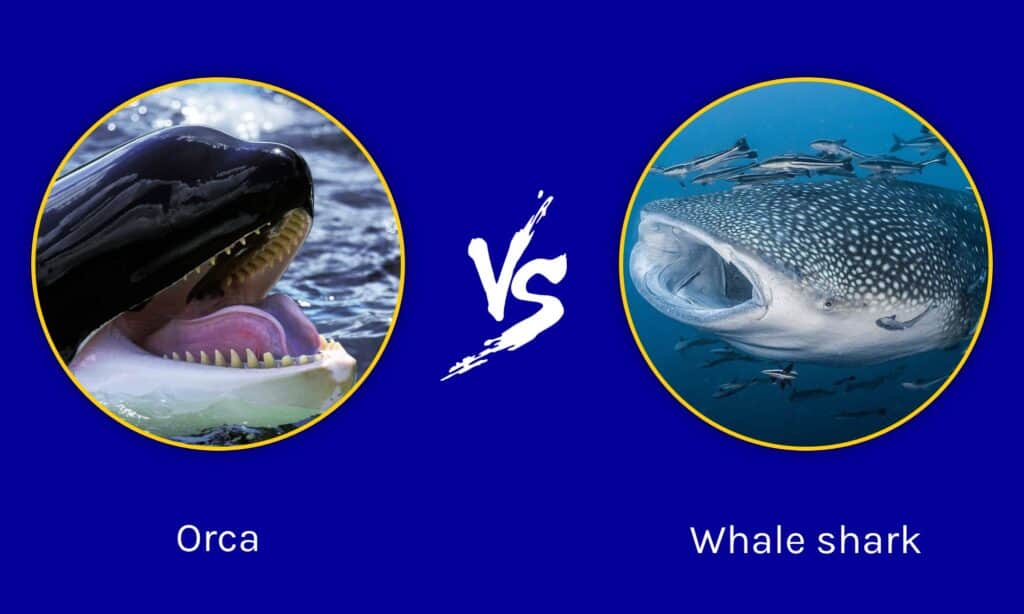 Orca vs Whale shark