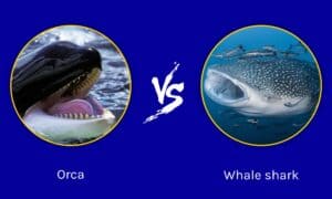 Whale Shark vs Orca: What are the Differences? Picture