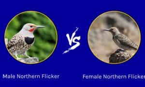 Male vs Female Northern Flicker: What are their Differences? Picture