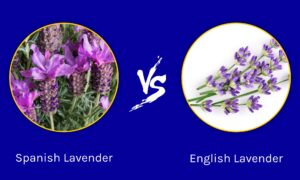 Spanish Lavender vs English Lavender: What Are The Differences? Picture