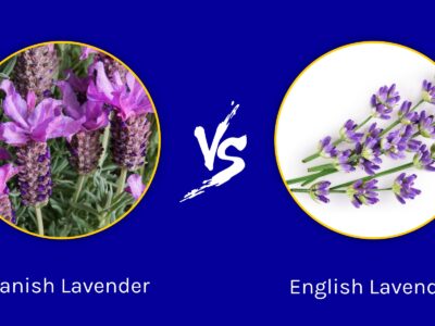 A Spanish Lavender vs English Lavender: What Are The Differences?