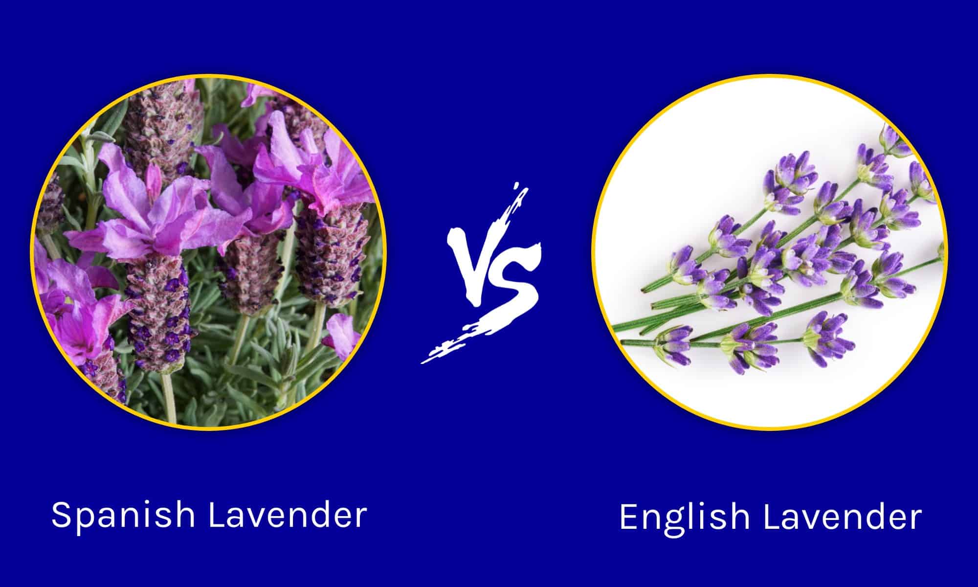 Spanish Lavender Vs English Lavender Newagepitbulls