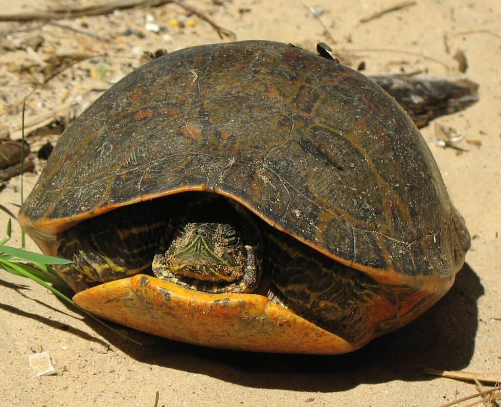Alabama Red-Bellied Cooter Turtle (Pseudemys alabamensis)