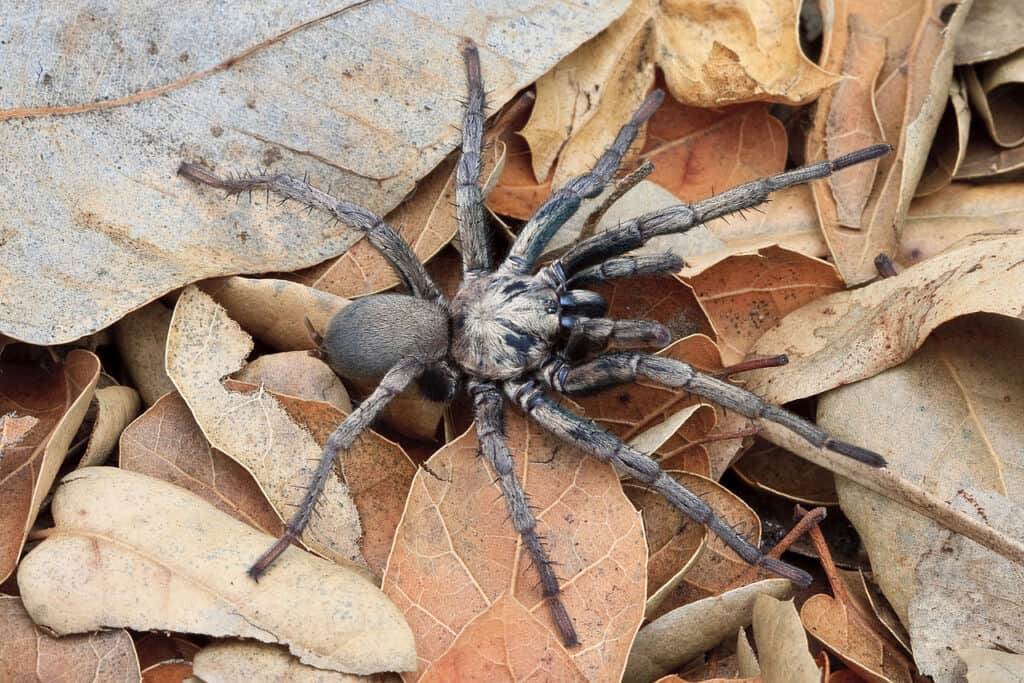 One of the largest apiders in California is the Calisoga spider, also known as the false tarantula