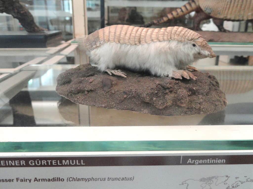 Pink Fairy Armadillo (Chlamyphorus truncatus)