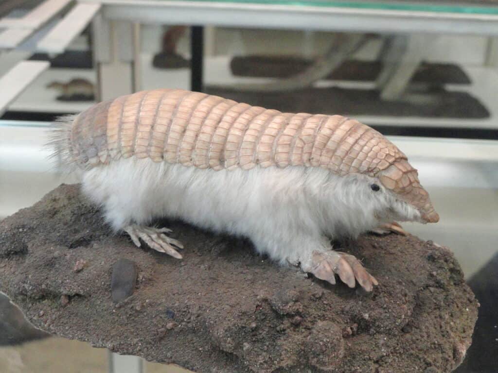 Pink Fairy Armadillo (Chlamyphorus truncatus)