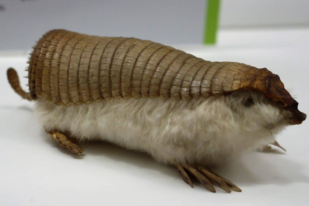 pink fairy armadillos