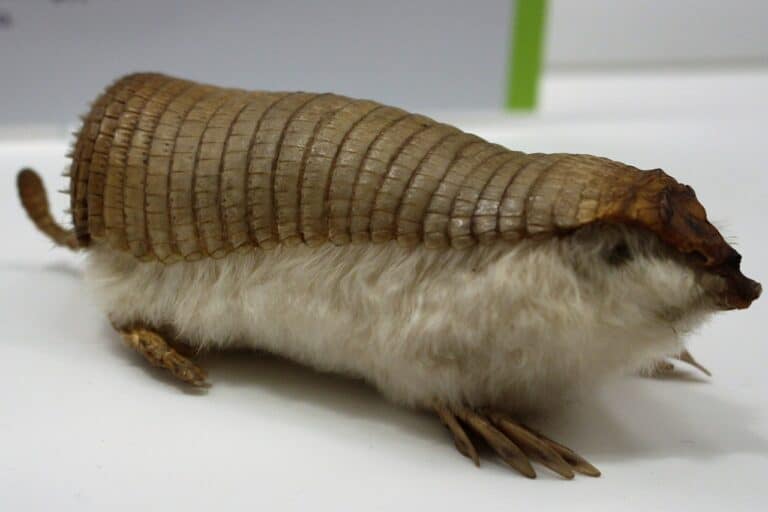 10 Incredible Pink Fairy Armadillo Facts - Wiki Point