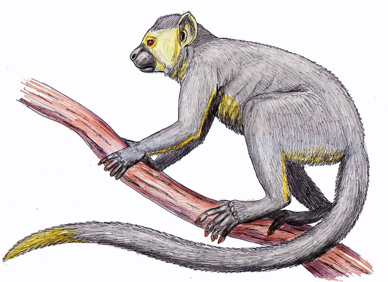 7 Prehistoric Primates You Should Know About AZ Animals