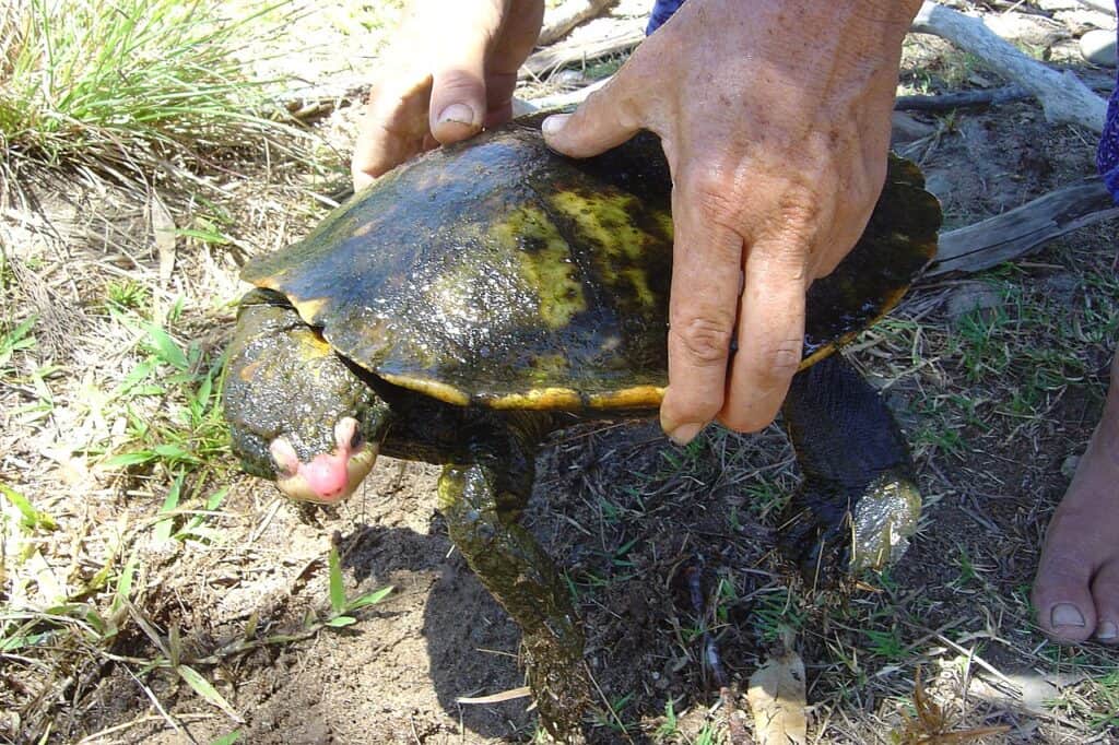 Irwin’s Turtle (Elseya irwini)