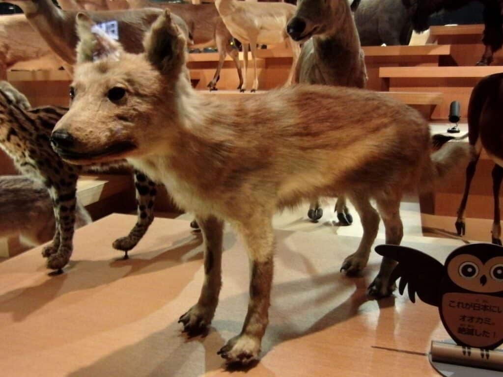 Canis lupus hodophilax