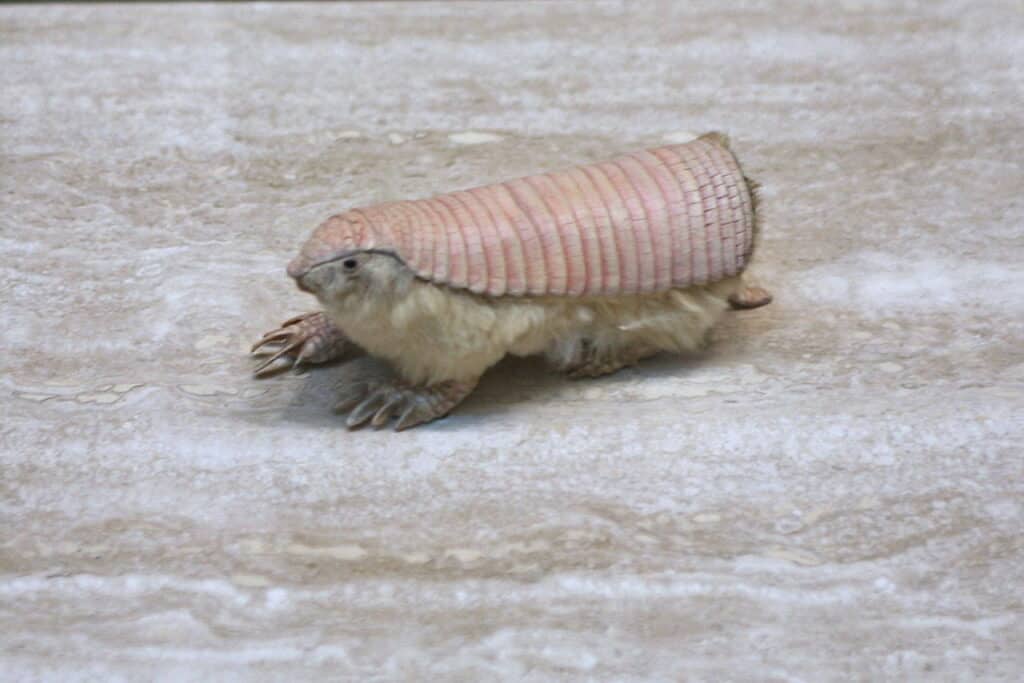 Pink Fairy Armadillo (Chlamyphorus truncatus)