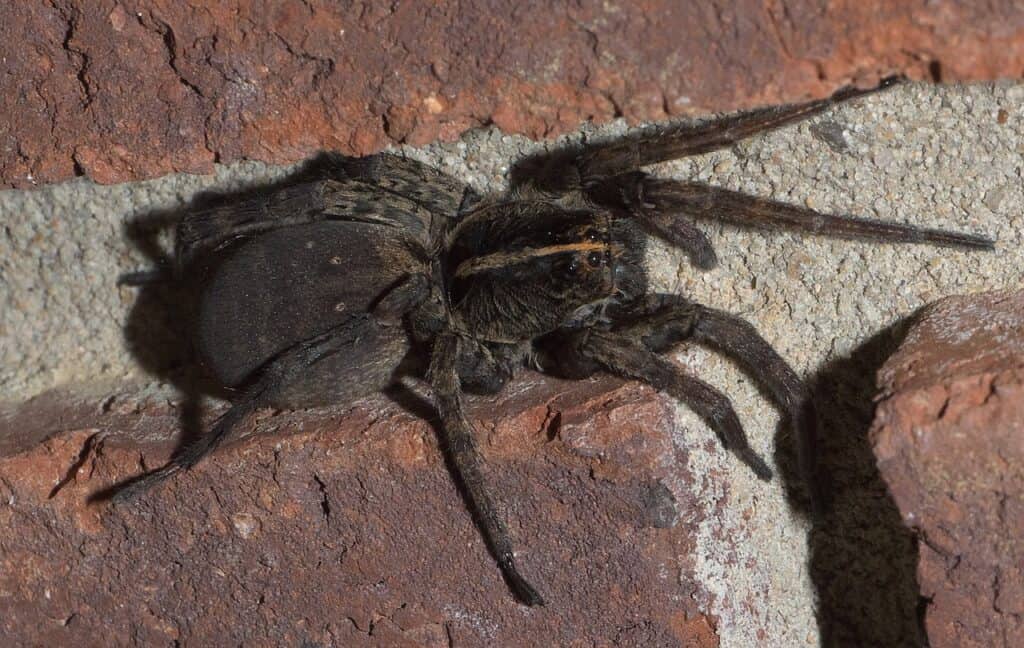 How To Get Rid of Wolf Spiders - » BiharHelp.Com