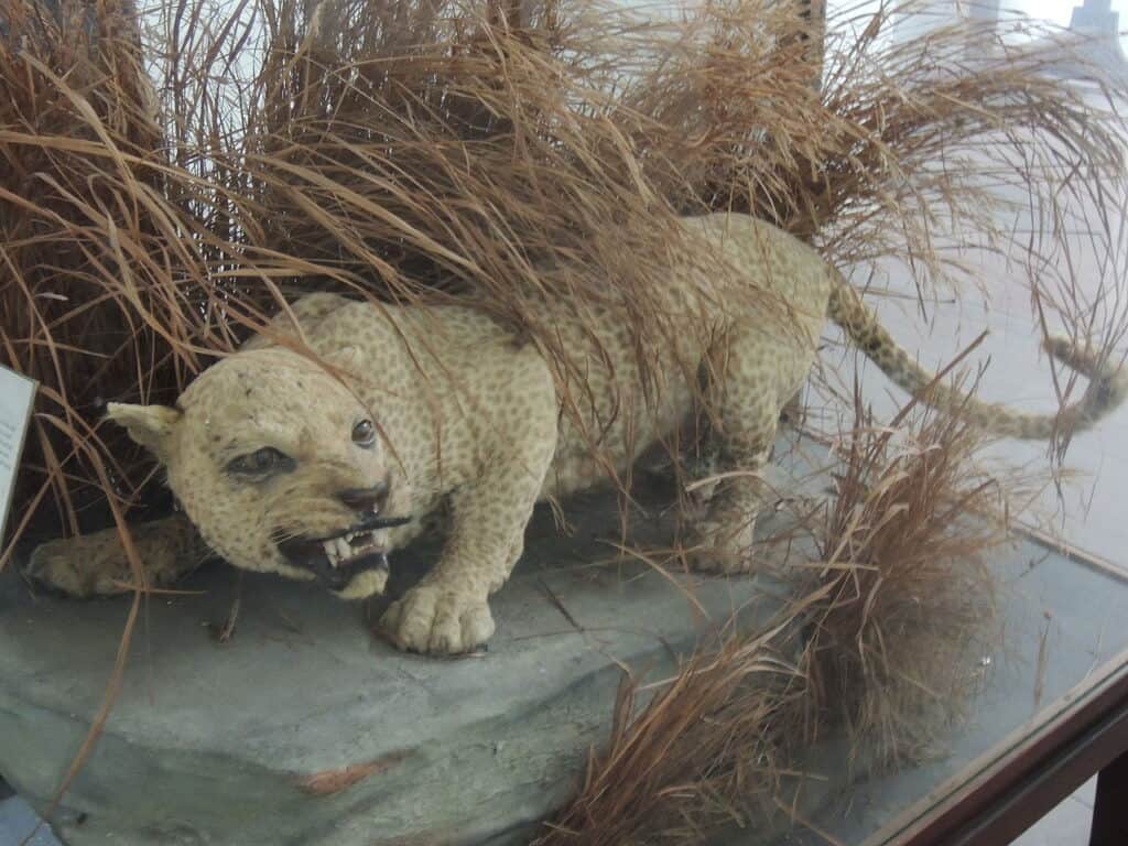 Zanzibar Leopard